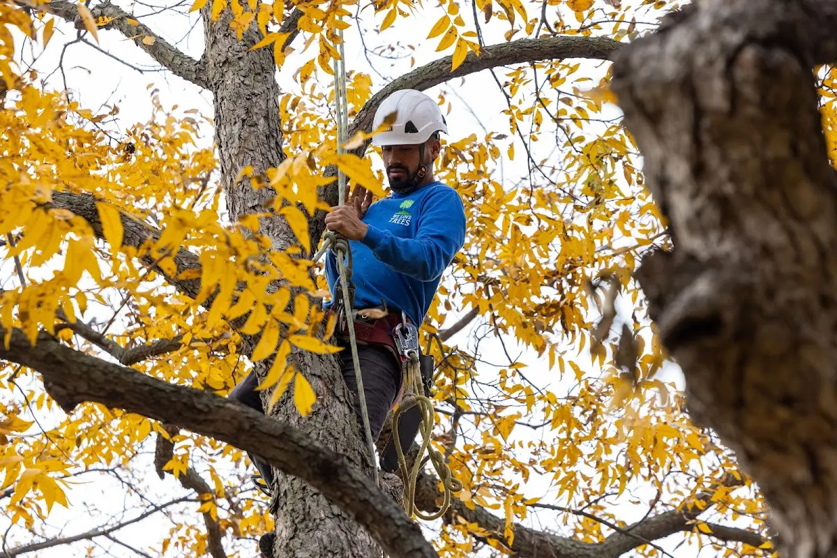 Skilled Tree Planing crew working in Chunchula